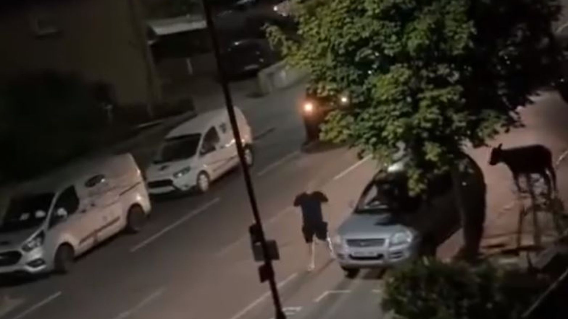 Police officer who rammed cow with patrol car acted ‘lawfully’, force concludes