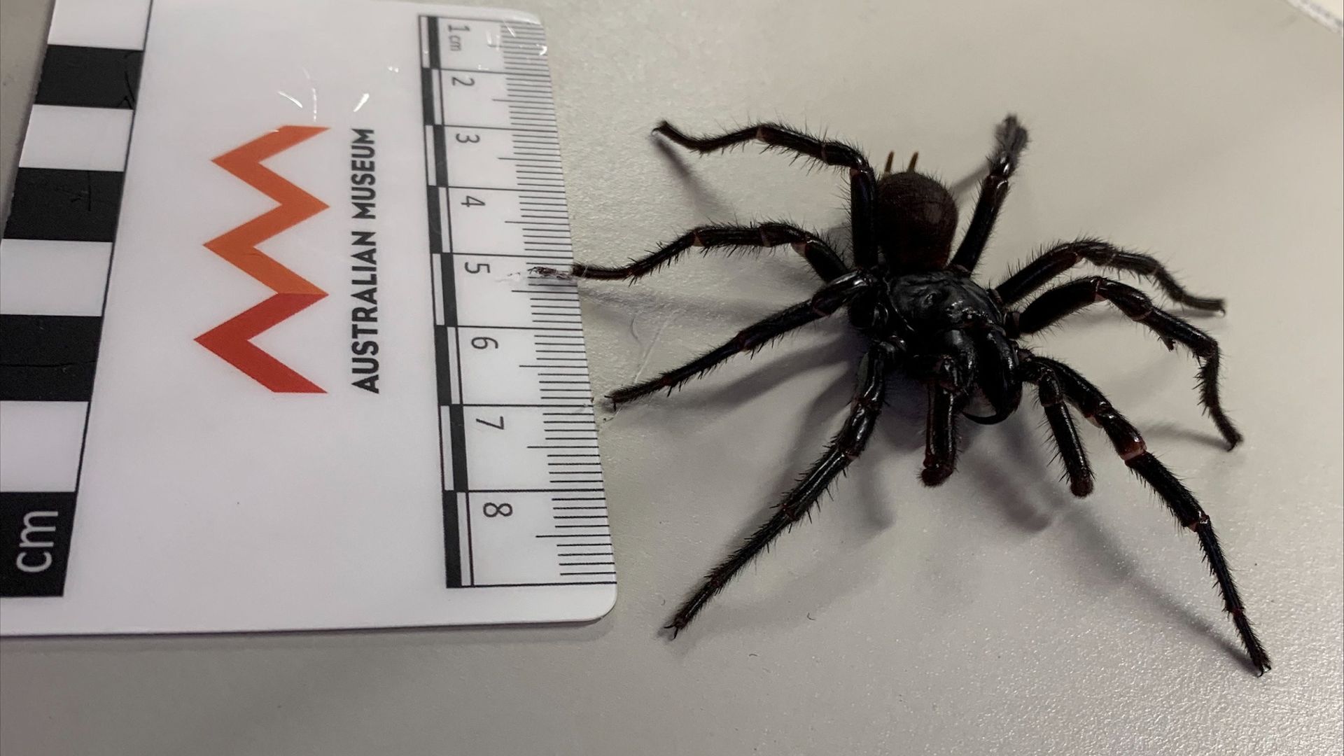 Highly dangerous new species of spider found