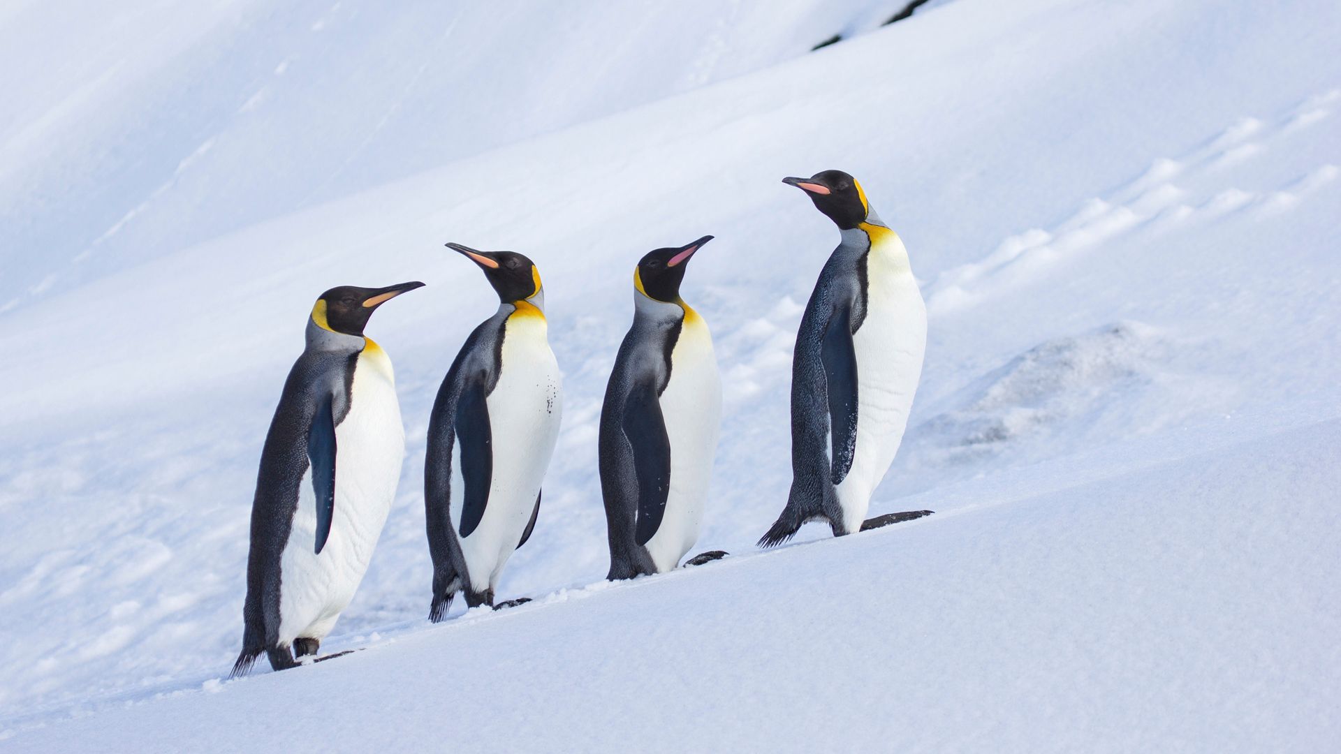 Island home only to penguins hit by tariffs – and other things you may have missed on ‘Liberation Day’