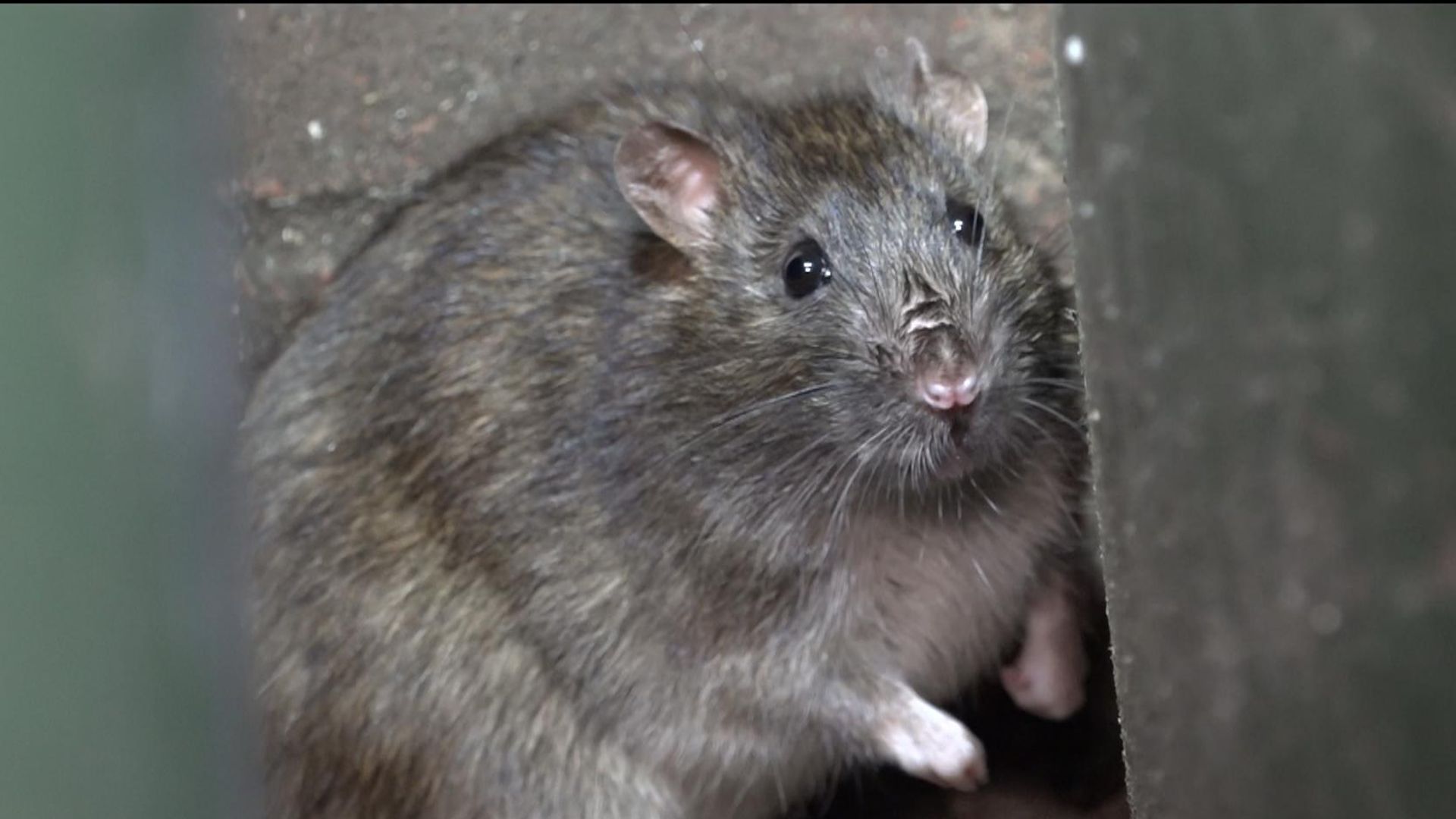 ‘It’s awful’: The streets of Birmingham where residents are battling ‘rat super highway’