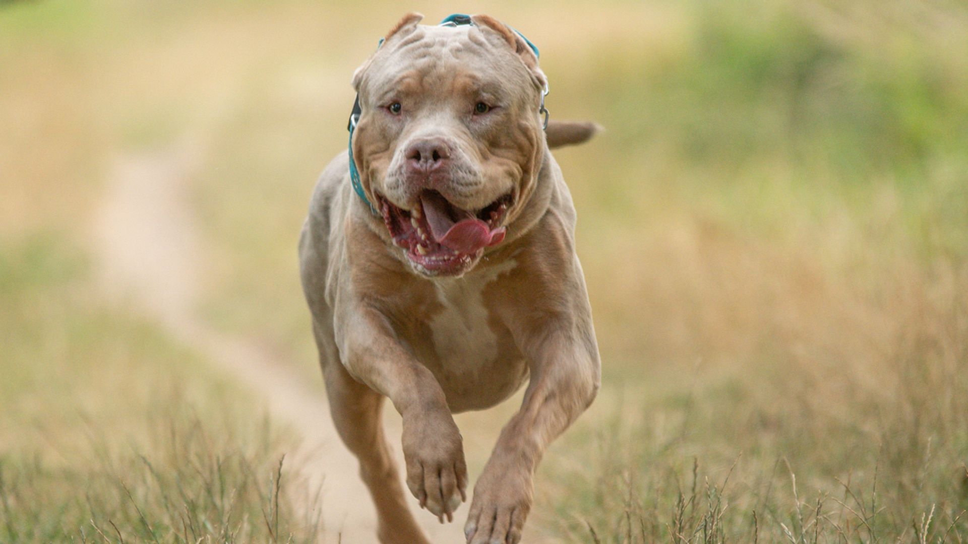 XL bully on the loose after being shot at by police