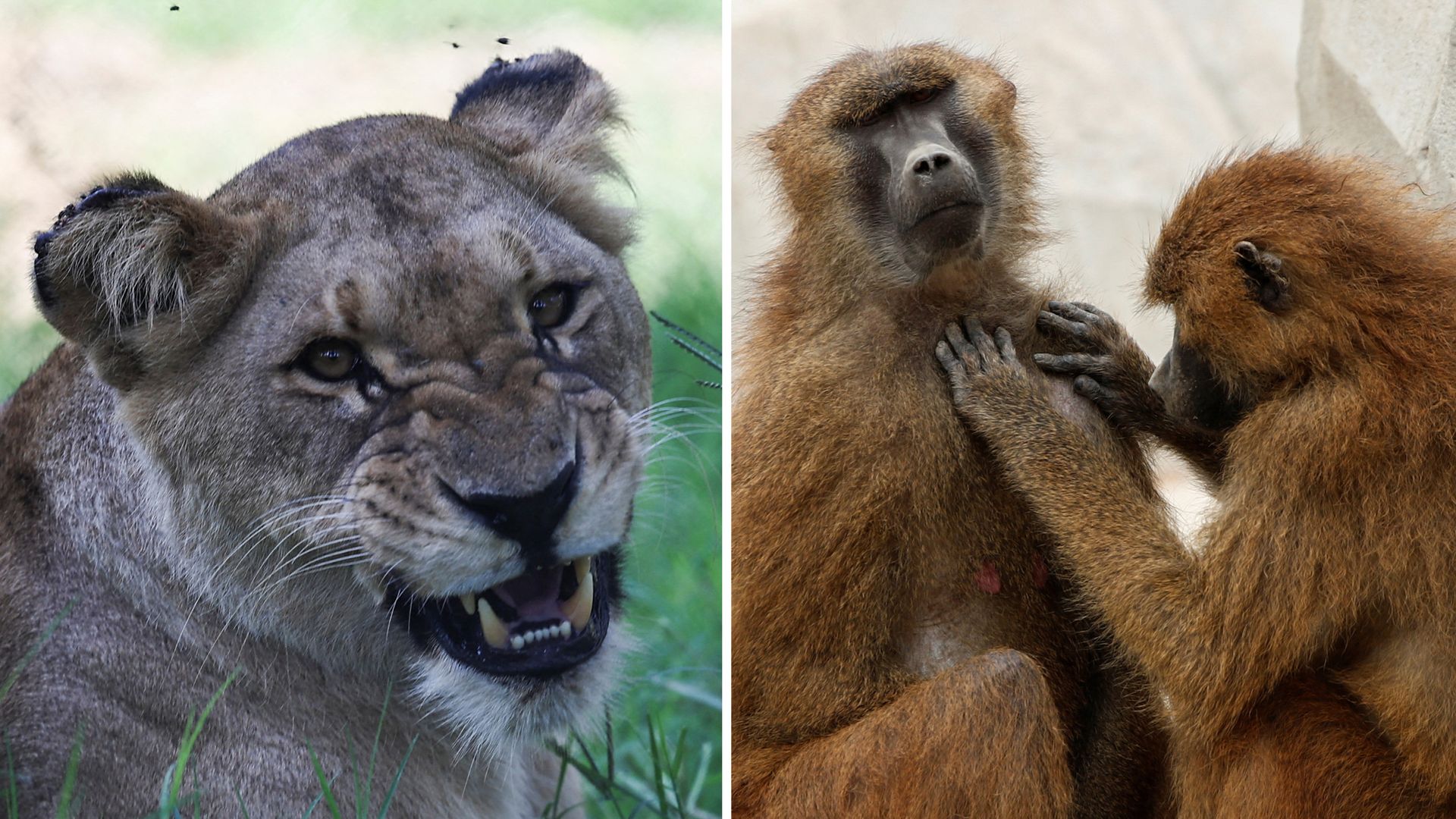 Zoo kills 12 healthy baboons to ease overcrowding – and feeds their remains to lions